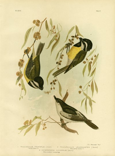 Frontale Klauwier-Tit of Kuifklauwier-Tit, 1891 door Gracius Broinowski